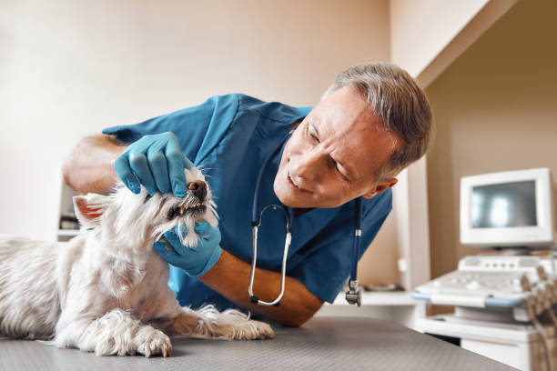 Best Urgent Care for Lost Fillings or Crowns in Mclendon Chisholm, TX